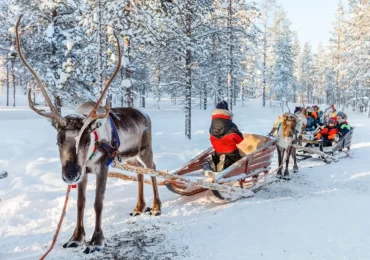 Paseo en trineo de renos en Rovaniemi